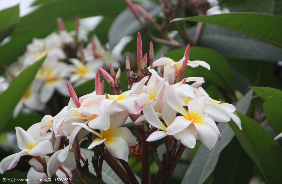 關鍵詞:雞蛋花 綠色植物 春天 花瓣 花蕾 白色 潔白 初春 花草 生物