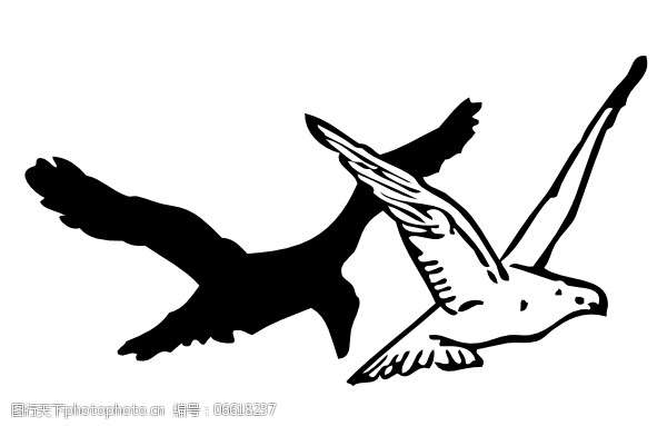 鸽子和乌鸦的剪辑艺术