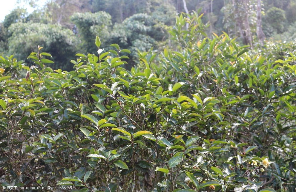 老班盆茶园茶图片