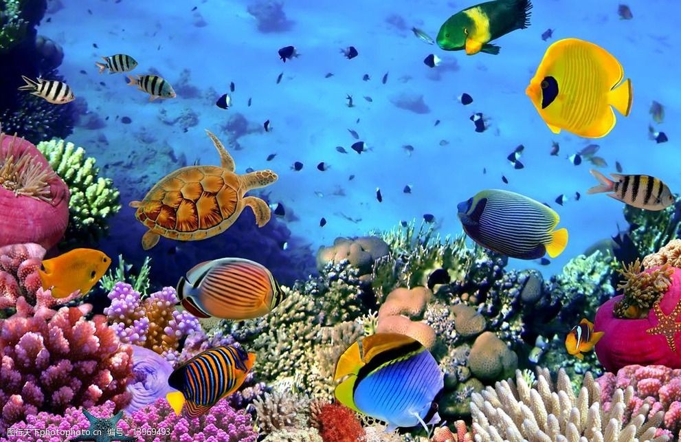 关键词:海底世界 海鱼 海洋世界 海洋生物 深海鱼 观赏鱼 热带鱼 珊瑚