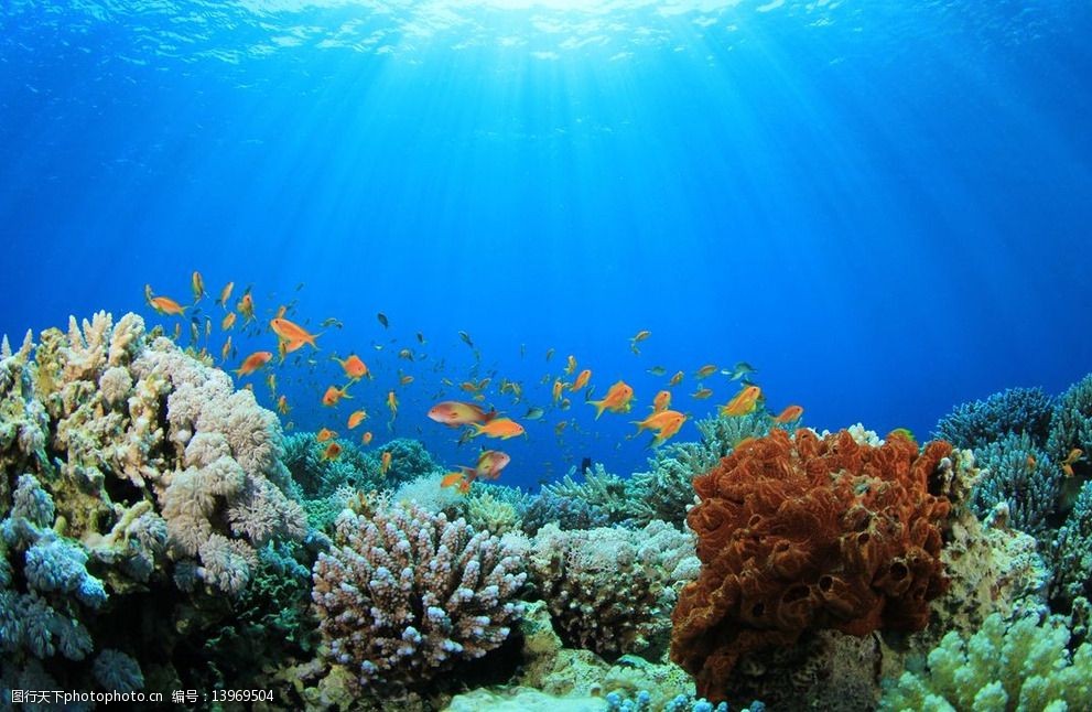 关键词:海底世界 海鱼 海洋世界 海洋生物 深海鱼 观赏鱼 热带鱼 珊瑚