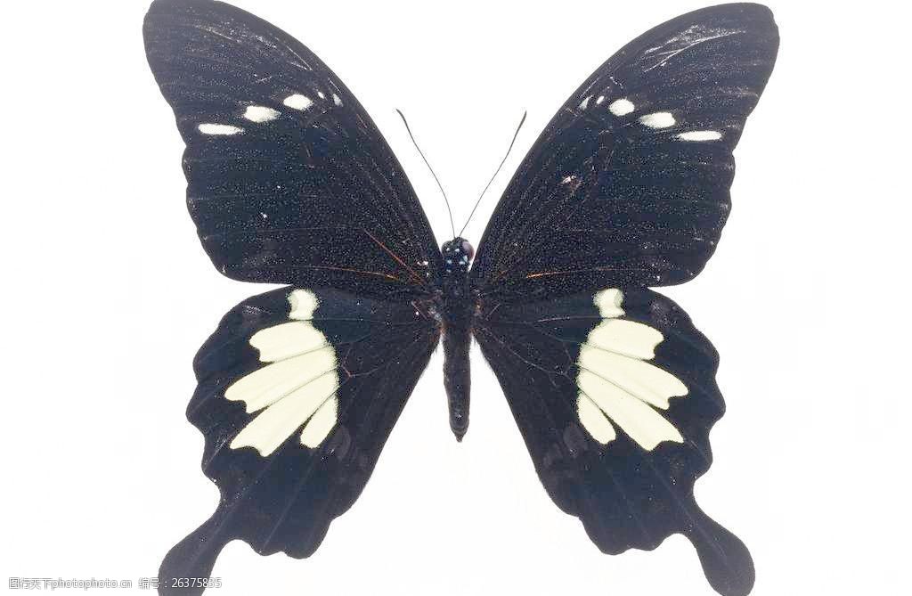 黑色蝴蝶图片