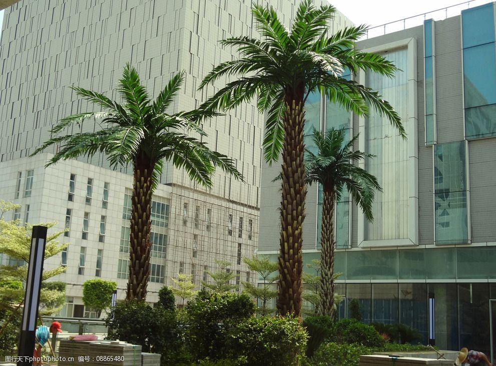 造景银海藻树图片