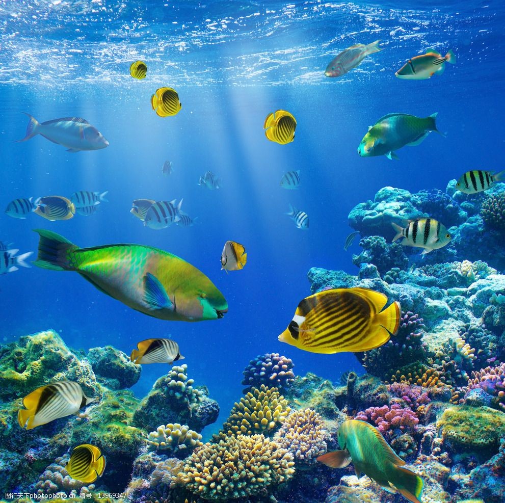 设计图库 生物世界 海洋生物   上传: 2014