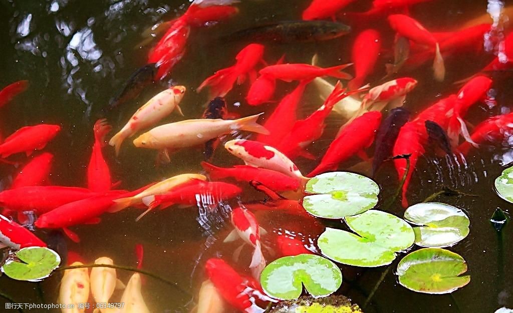 72dpi jpg 池塘 倒影 动物 荷叶 摄影 生物世界 鱼类 观赏鱼 红鱼 水