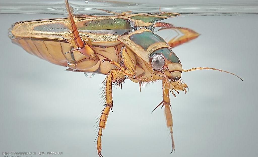常见的水生昆虫图谱图片