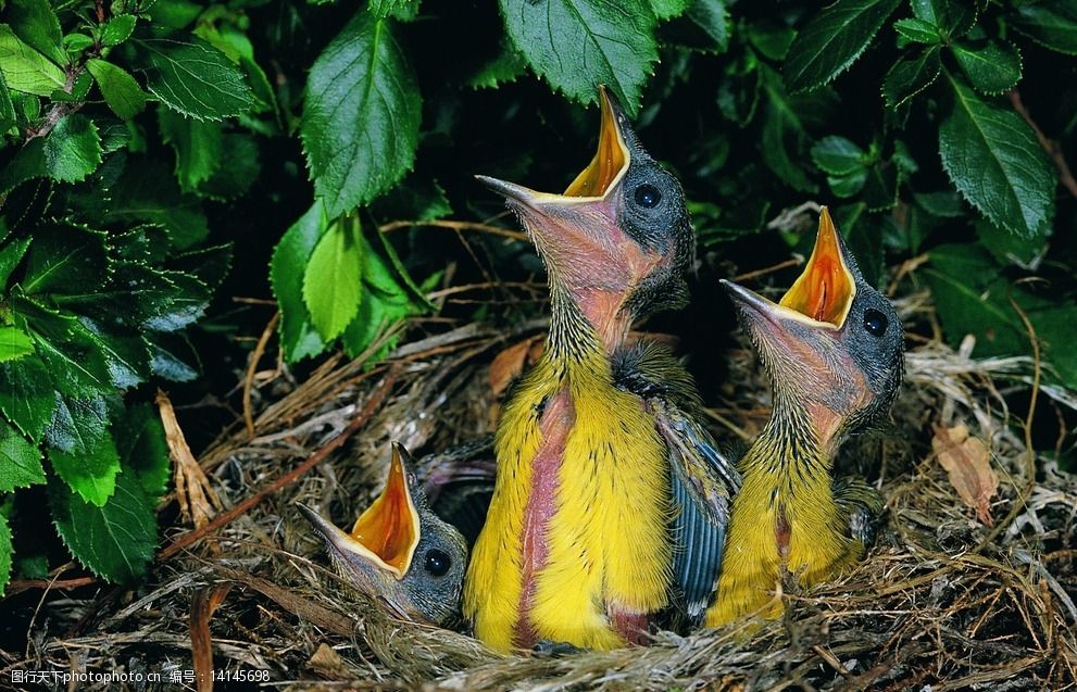 关键词:巢里的小鸟 小鸟 鸟巢 摄影 鸟类 自然 生物世界 72dpi jpg