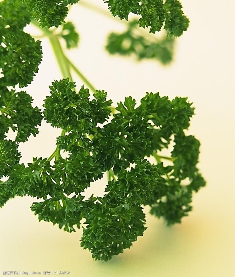 法国香菜图片