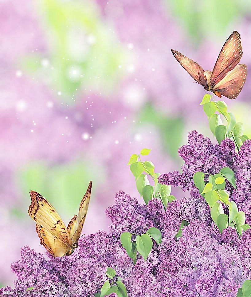 高清蝴蝶采花图图片