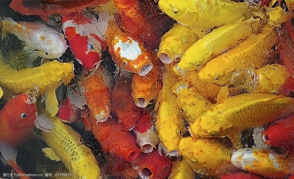 观赏鱼之红黄锦鲤图片