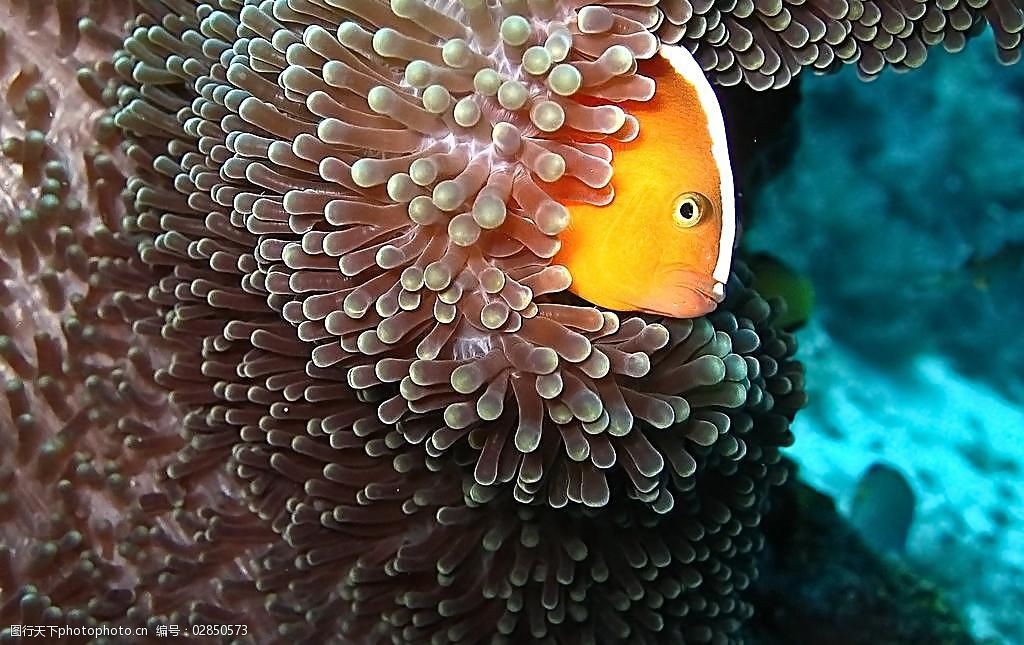 西沙群岛海底的小丑鱼图片