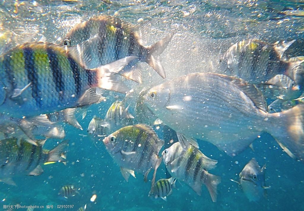 海底魚圖片