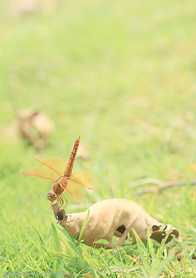 落叶上的蜻蜓图片