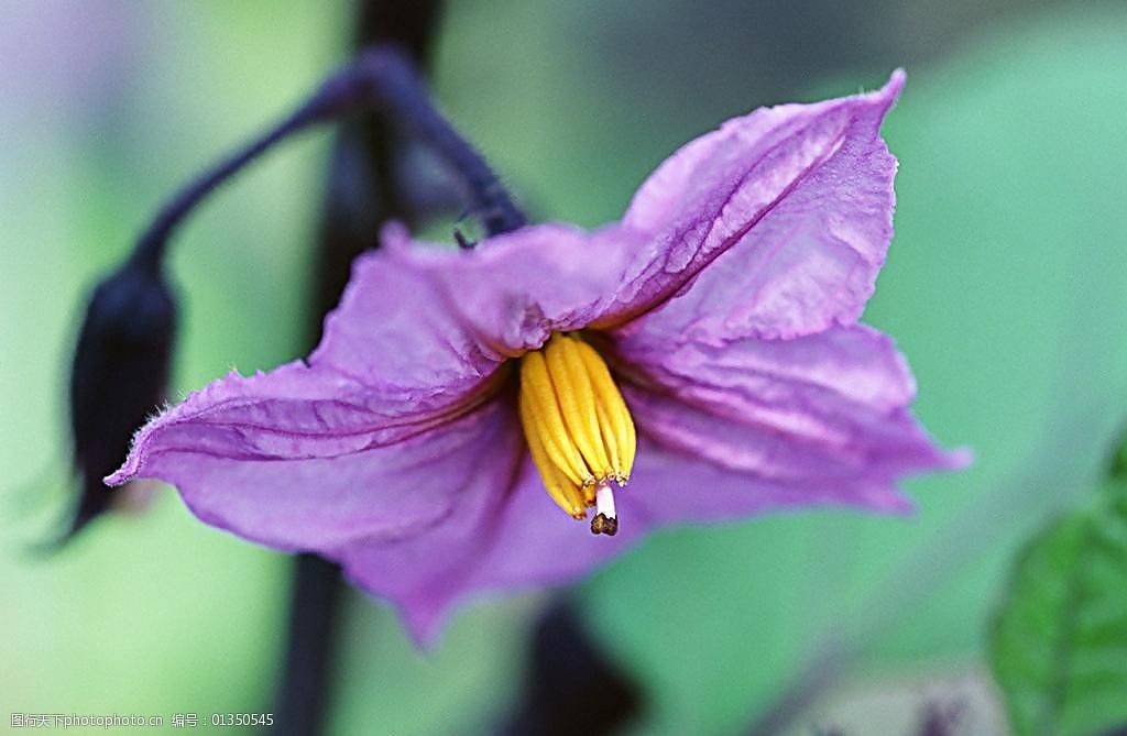 茄子茄子花图片