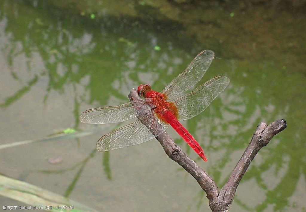 生态家园 红蜻蜓图片