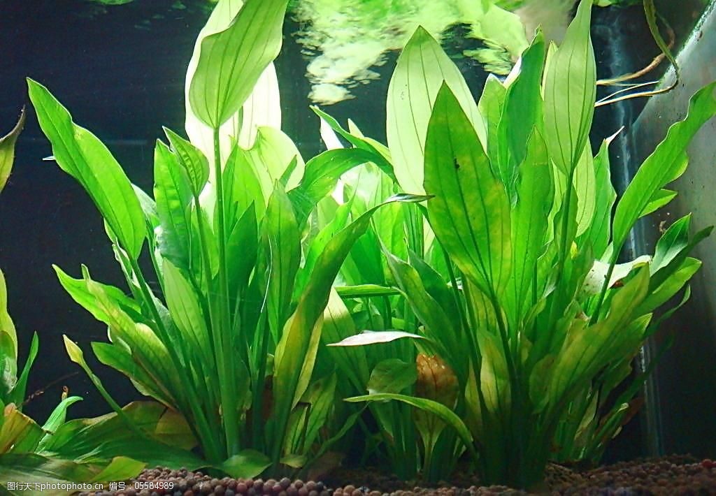 鱼缸水草图片