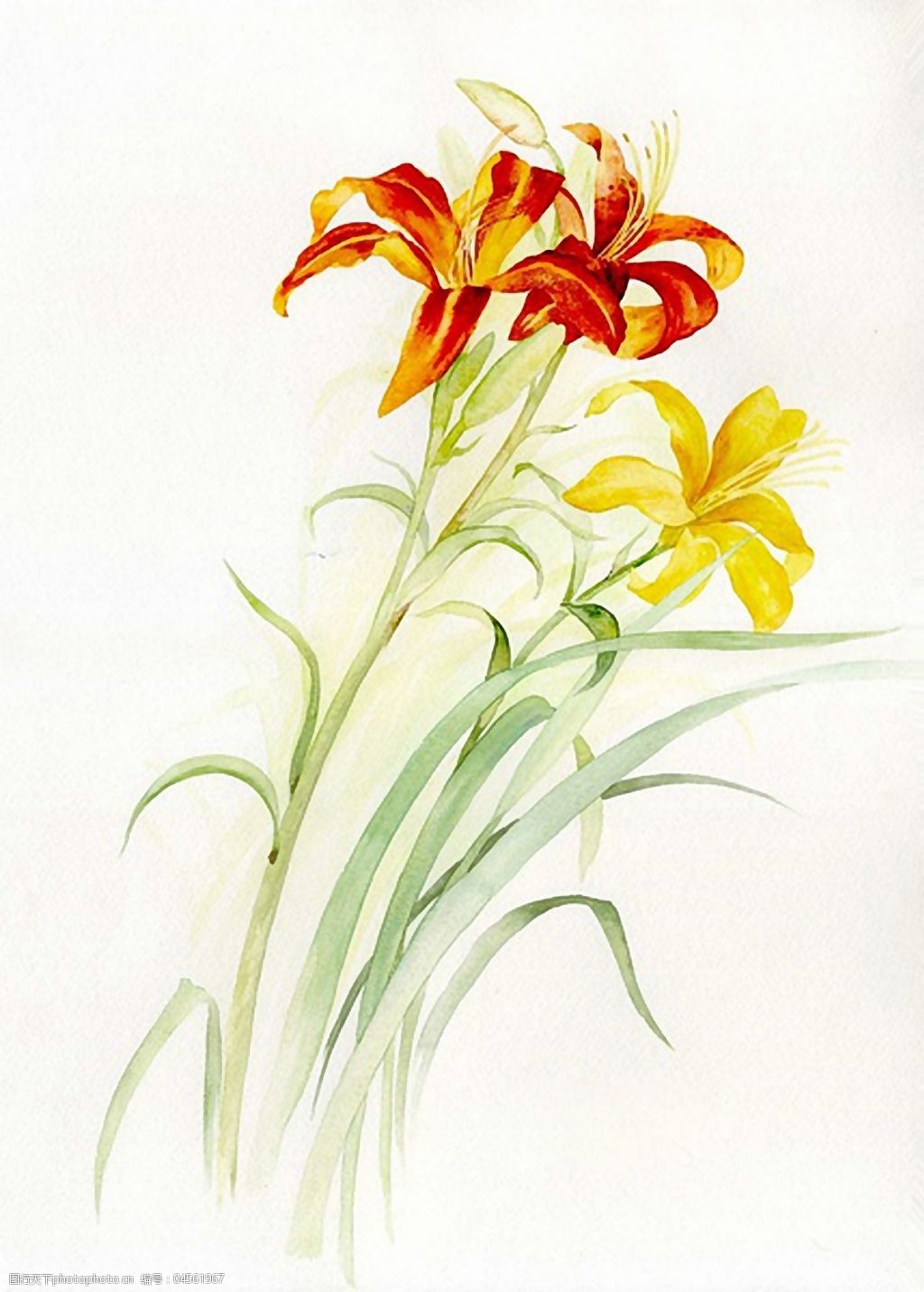 非矢量psd写意花卉免费素材