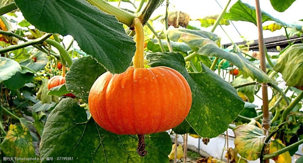 黄金小南瓜图片