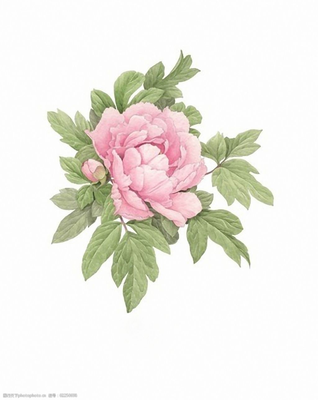 花朵 免费下载 牡丹 位图 写意花卉 植物图案 面料图库 服装设计 图案