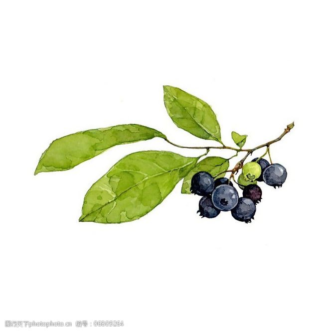 关键词:位图免费下载 插画 服装图案 免费下载 手绘 位图 植物插画