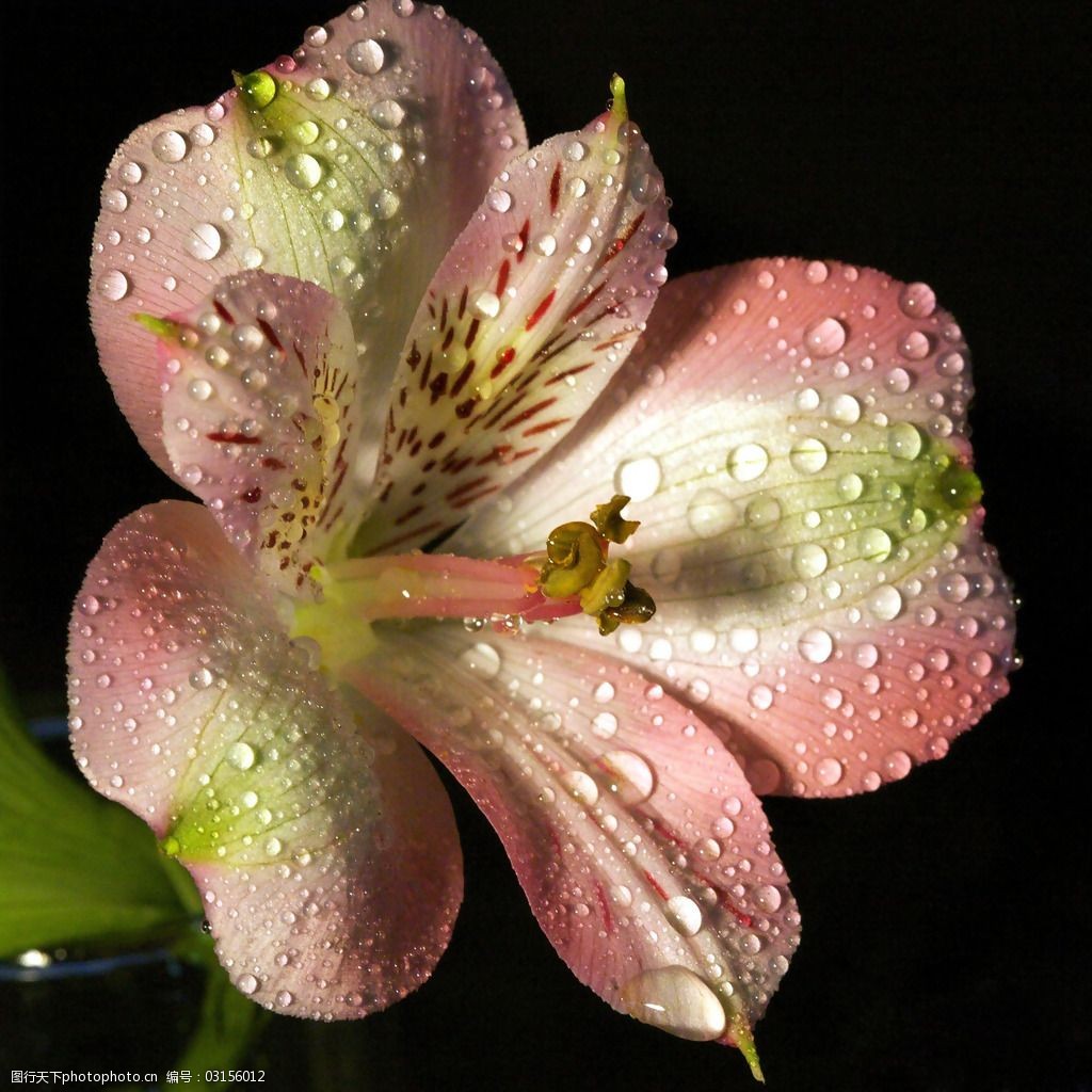 花朵 免费下载 位图 植物摄影 写实花卉 面料图库 服装设计 图案花型