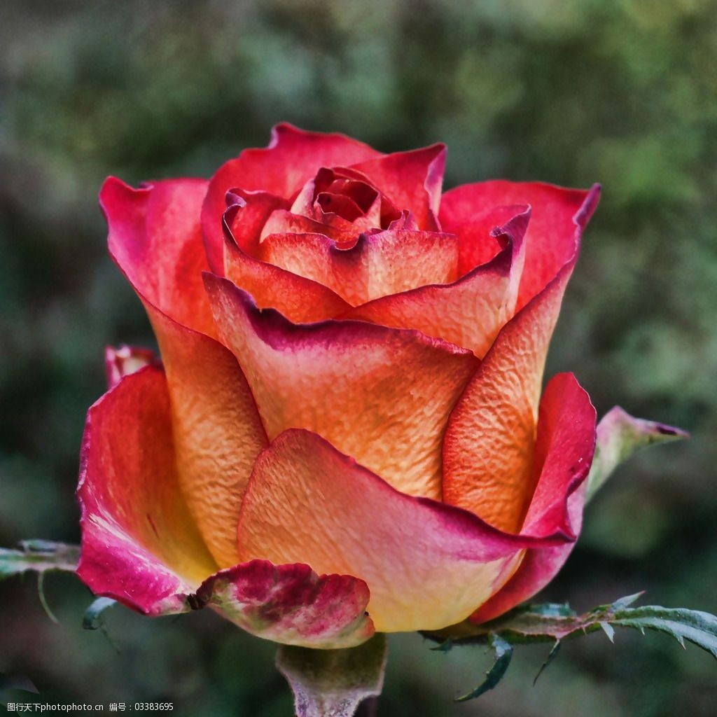 位图植物摄影写实花卉花朵玫瑰免费素材图片-图行天下图库