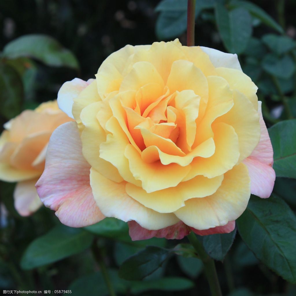 位图植物摄影写实花卉花朵玫瑰免费素材图片-图行天下图库