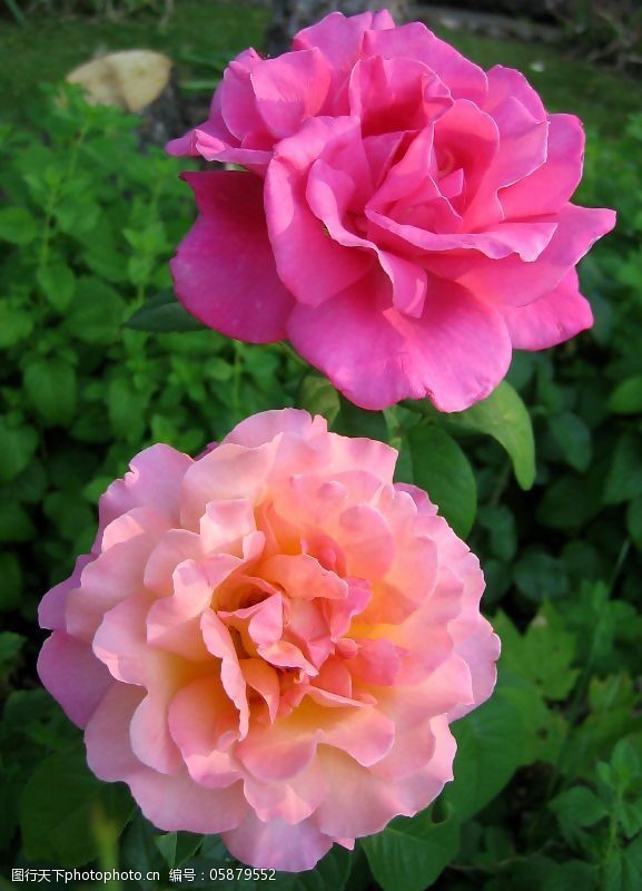 位图植物摄影写实花卉花朵玫瑰免费素材