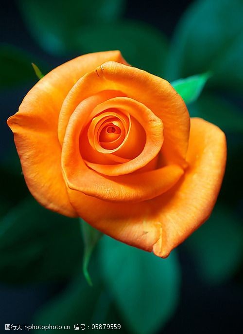 位图植物摄影写实花卉花朵玫瑰免费素材图片-图行天下图库