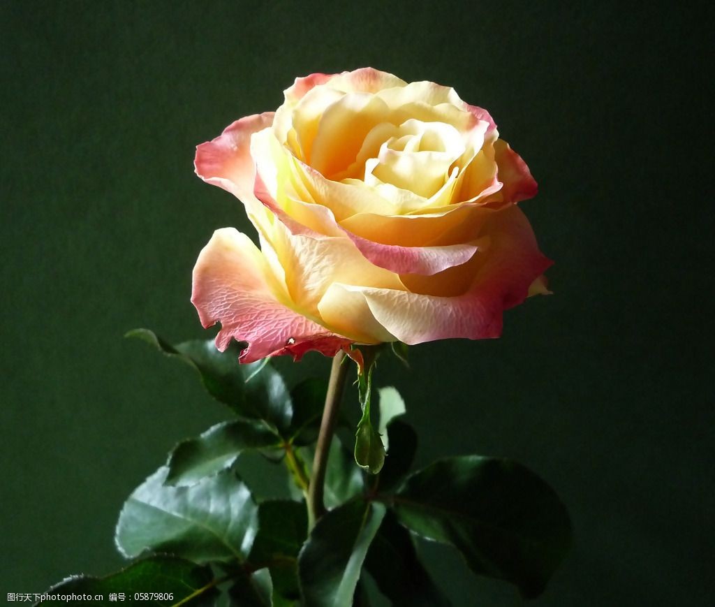 位图植物摄影写实花卉花朵玫瑰免费素材