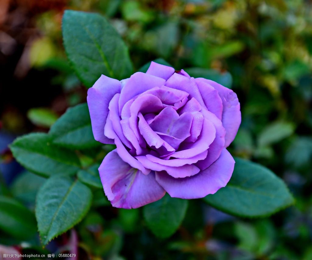 位图植物摄影写实花卉花朵玫瑰免费素材图片-图行天下图库