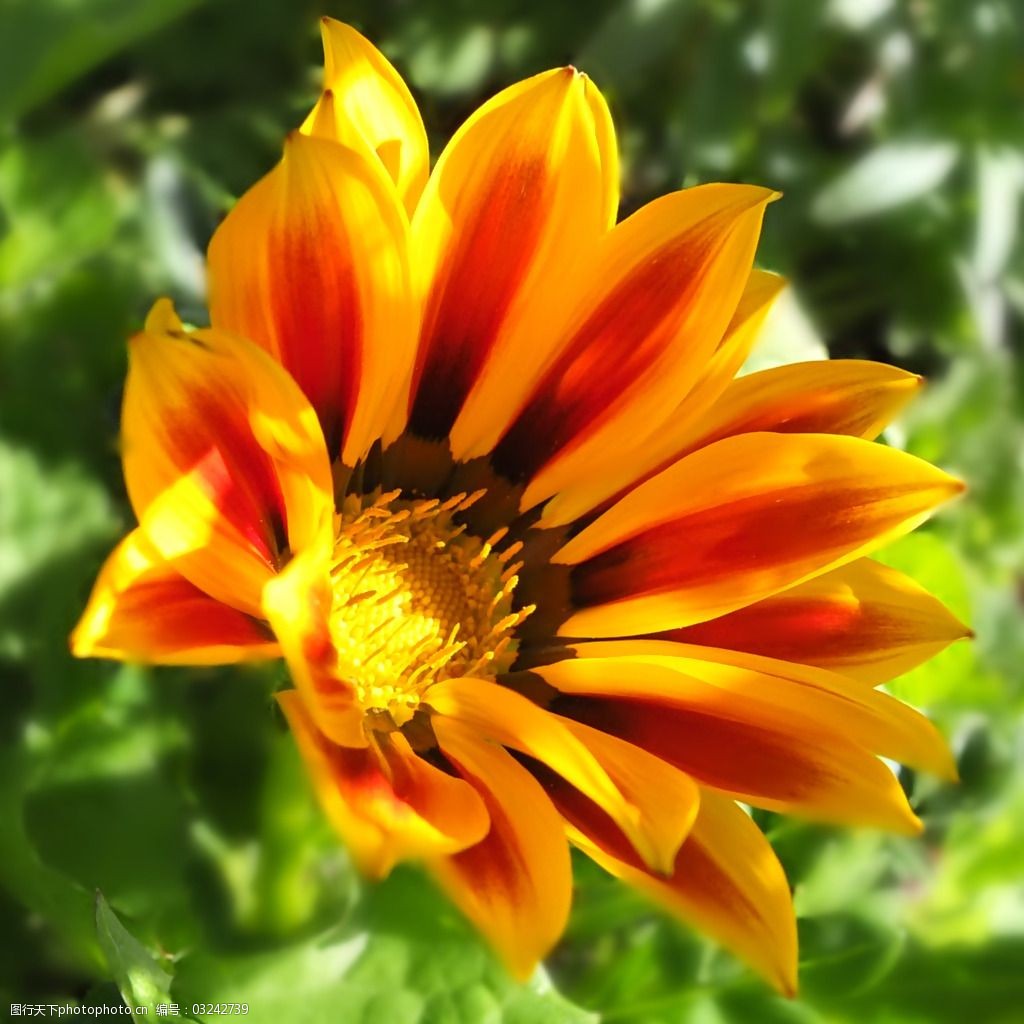 位图植物摄影写实花卉花朵数码照片免费素材图片-图行天下图库