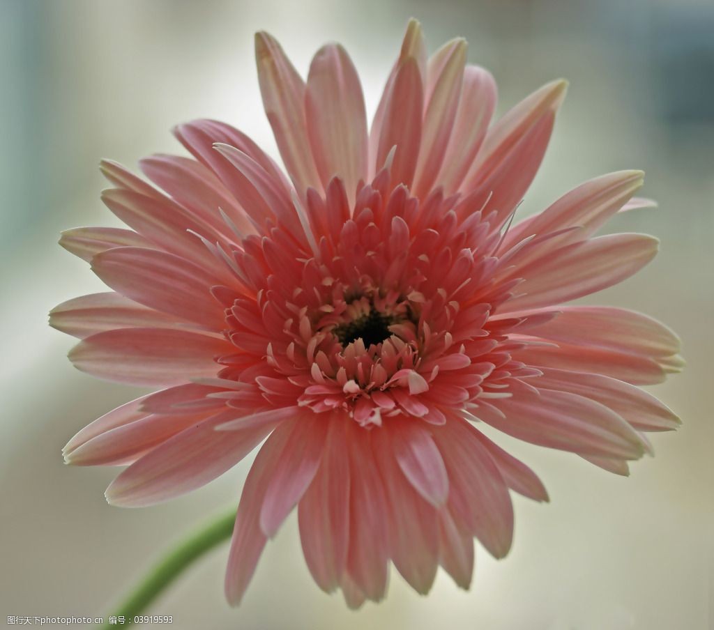 服装图案 花朵 免费下载 数码照片 位图 植物摄影 写实花卉 面料图库