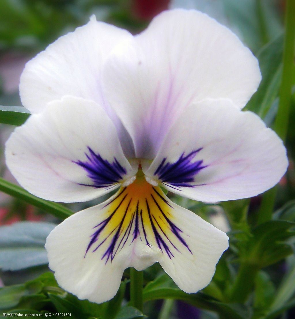 服装图案 花朵 免费下载 数码照片 位图 植物摄影 写实花卉 面料图库