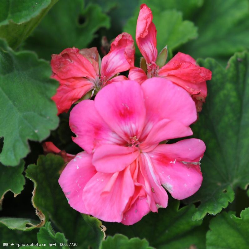 位图植物摄影写实花卉花朵数码照片免费素材图片-图行天下图库