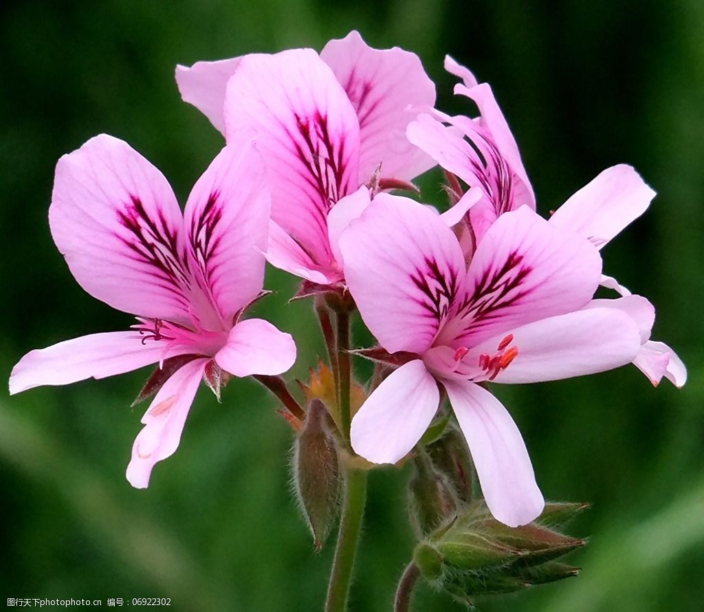 位图植物摄影写实花卉花朵数码照片免费素材图片-图行天下图库