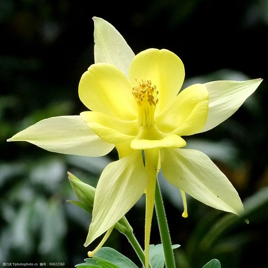 位图植物摄影写实花卉花朵数码照片免费素材