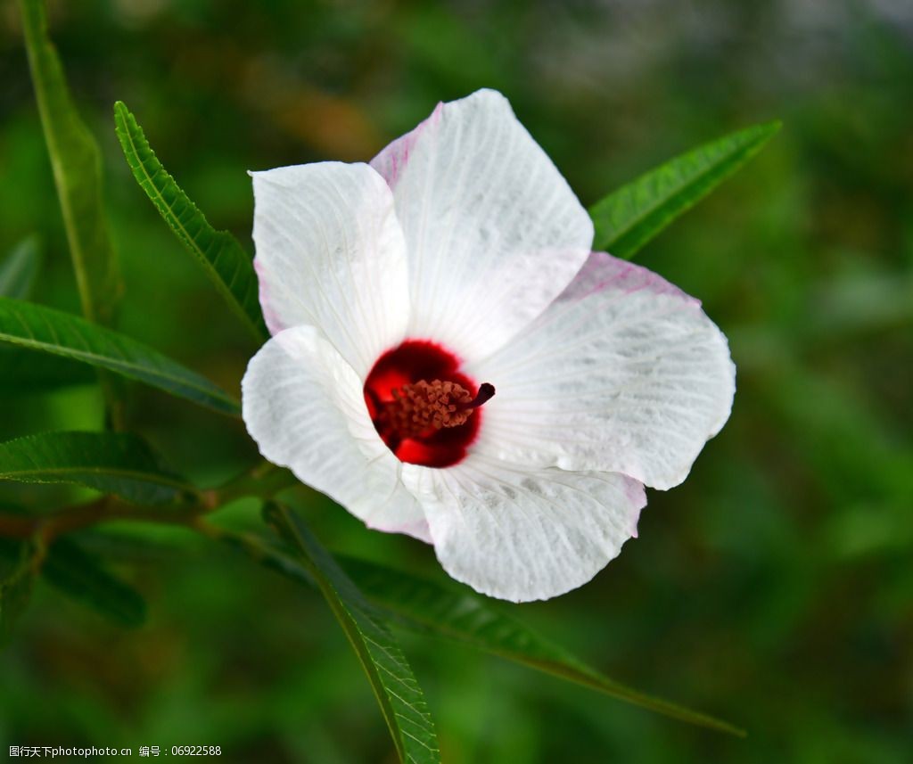 位图植物摄影写实花卉花朵数码照片免费素材图片-图行天下图库