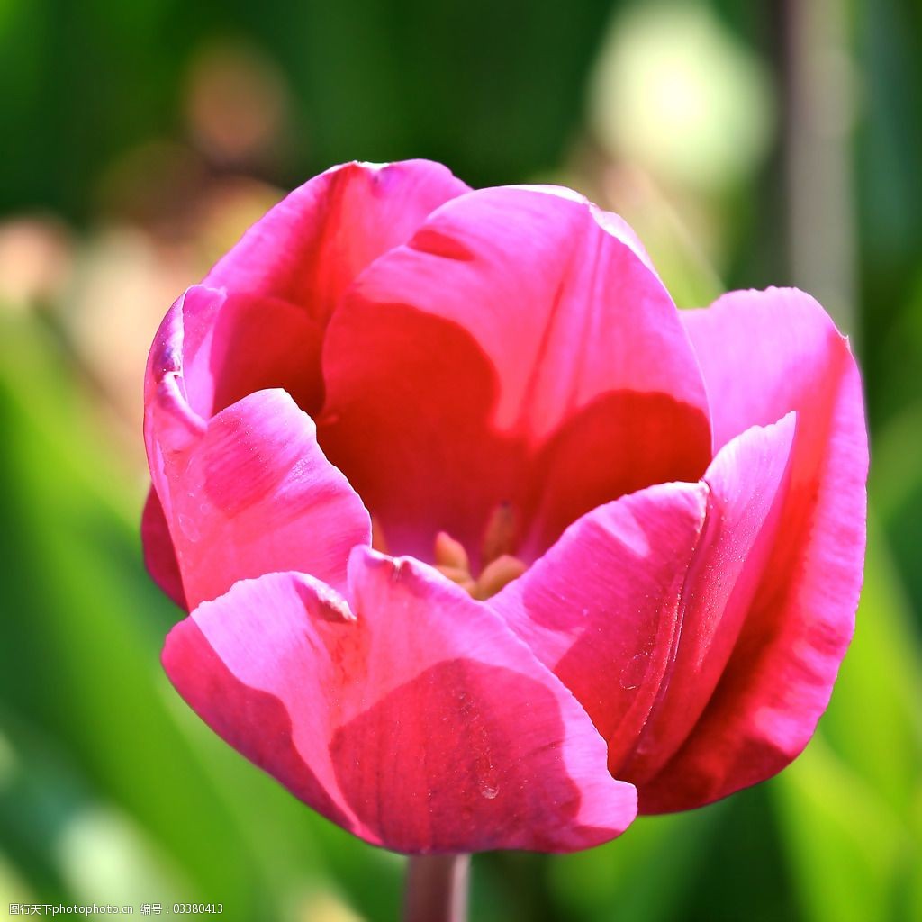 位图植物摄影写实花卉花朵郁金香免费素材