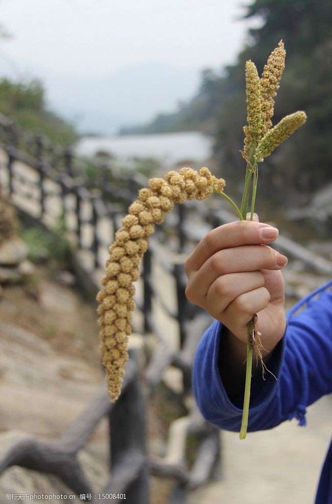 谷子沂蒙谷子成熟谷图片