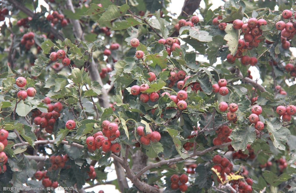 沂蒙山楂山楂樹豐收圖片