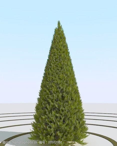 高精细锥形崖柏树thujapyramidal02