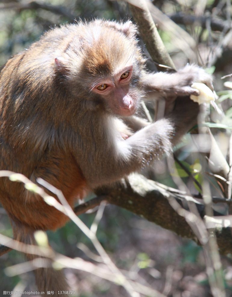 关键词:庐山野生猕猴 动物 猴子 爬树 猕猴 野生猕猴 大美庐山 野生