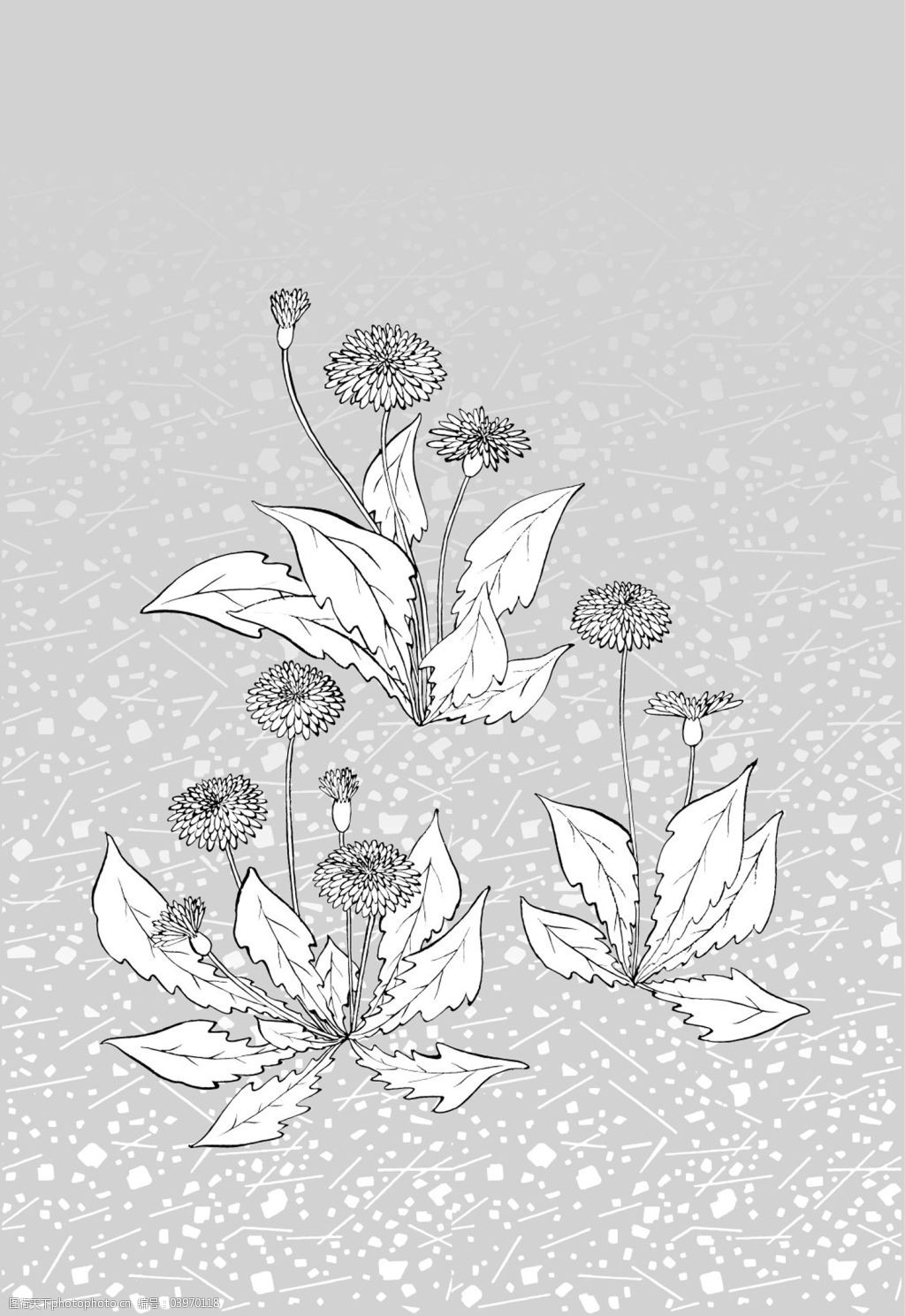 白描野外花卉