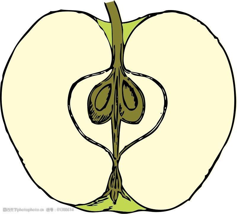 苹果横切面图片解剖图图片
