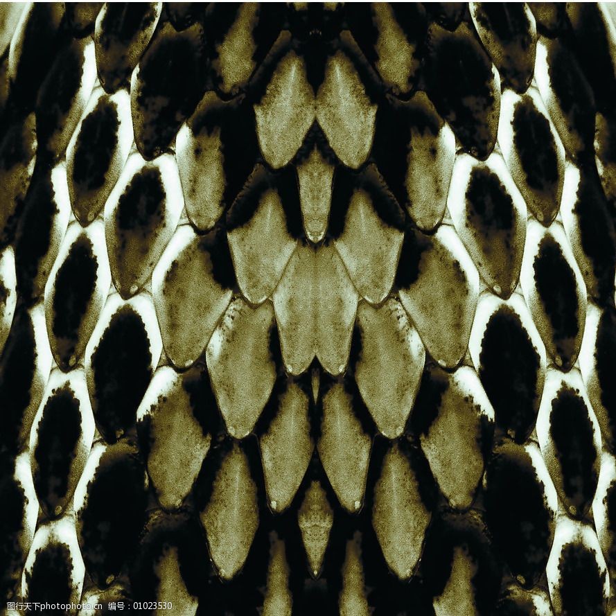 花纹动物图案免费素材