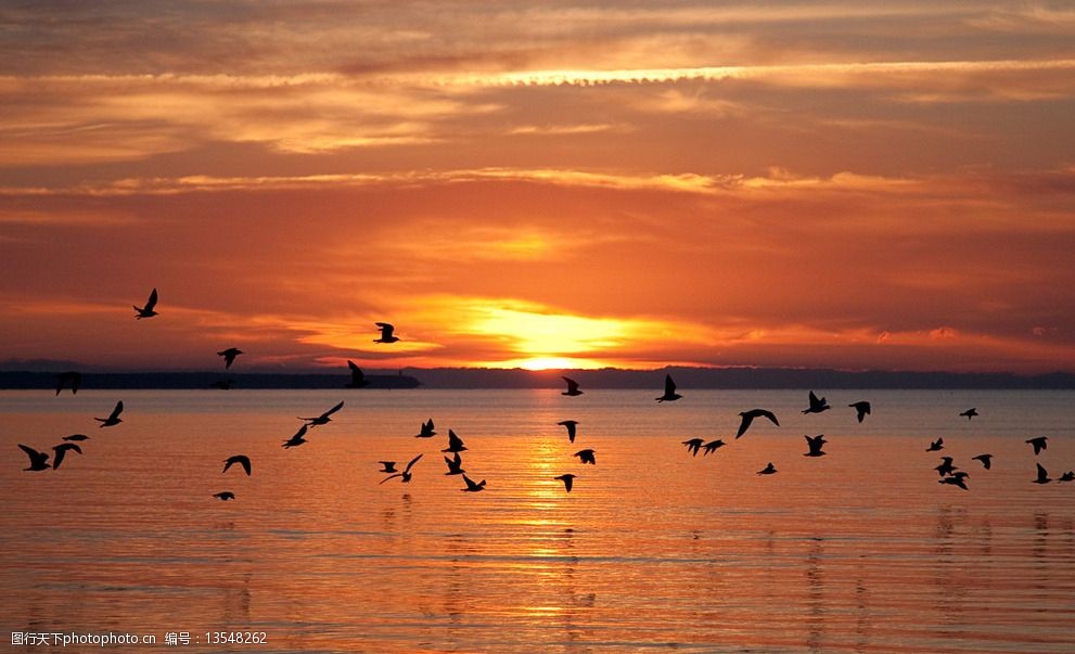 高清黄昏海边海鸥图片