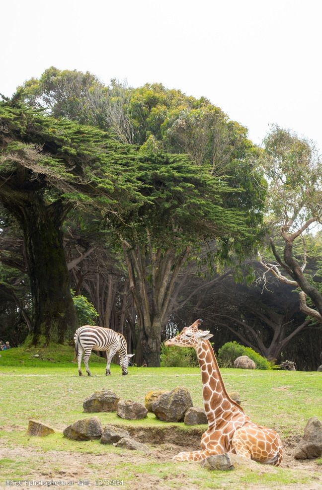 旧金山动物园里的长颈图片
