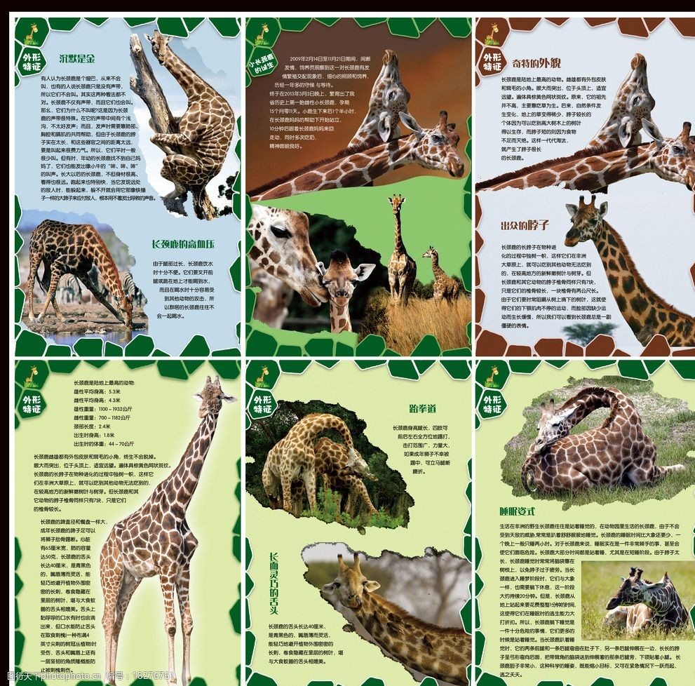 长颈鹿海报图片