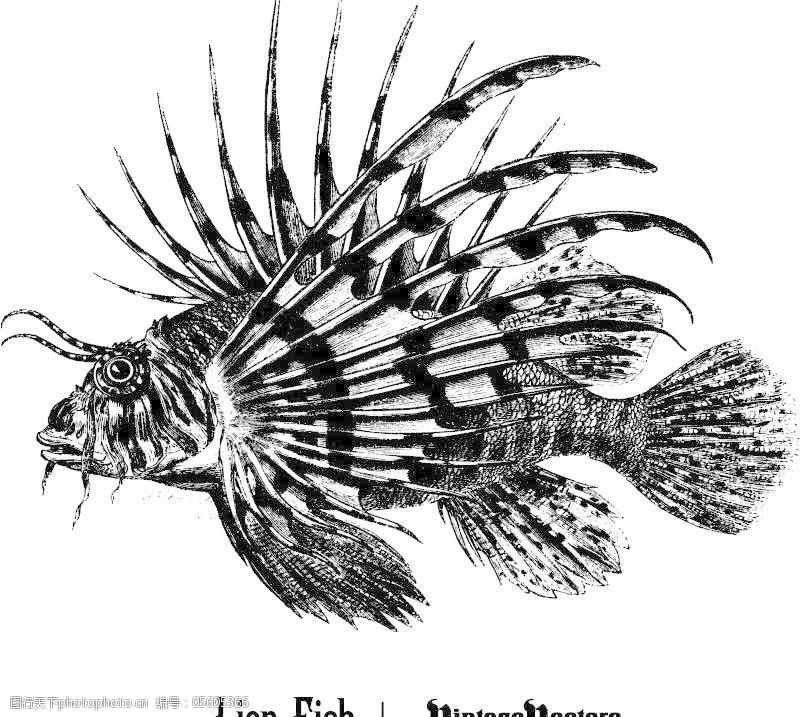 古董的狮子鱼矢量素材